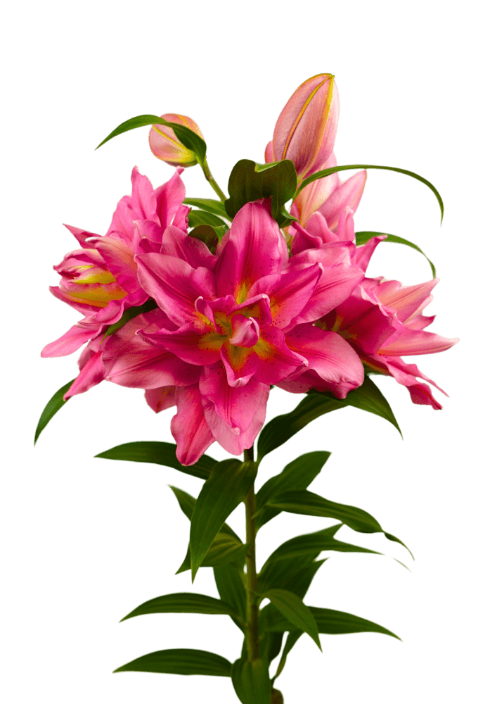 RL Shania Roselily Lilium