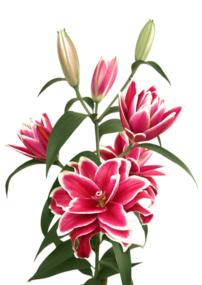 RL Frederica Roselily Lilium