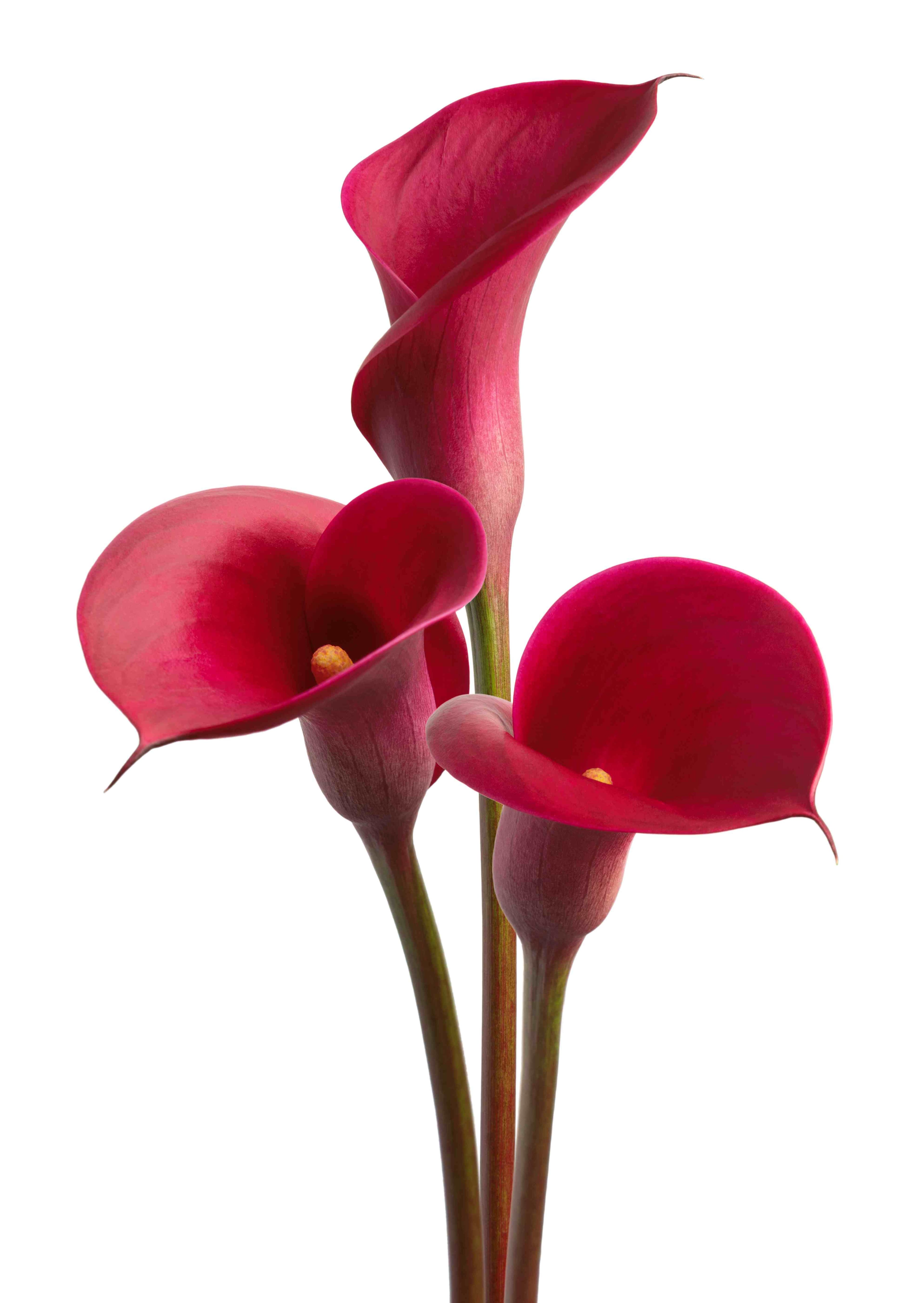 Red Symphony Zantedeschia