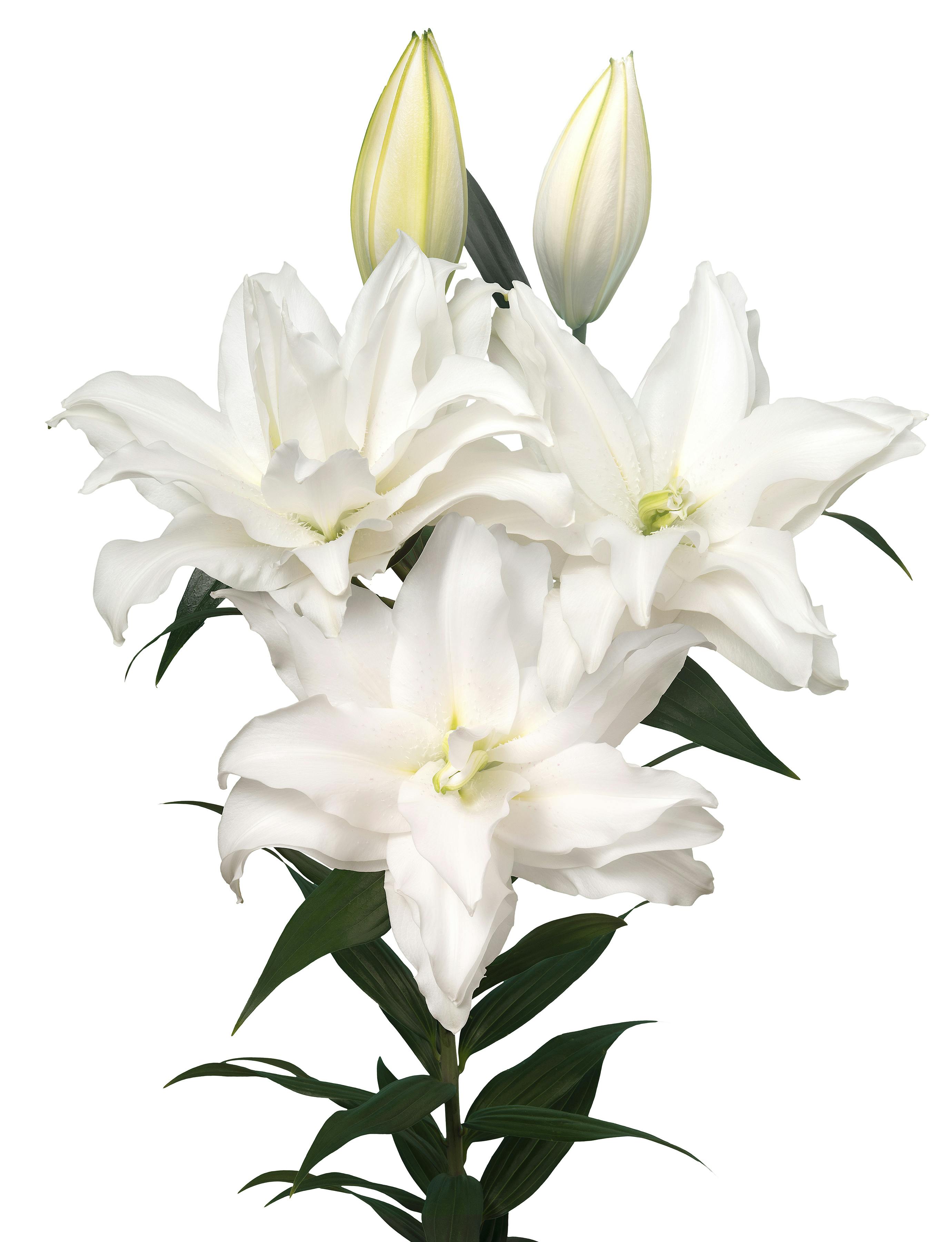 Roselily Thirza Roselily Lilium