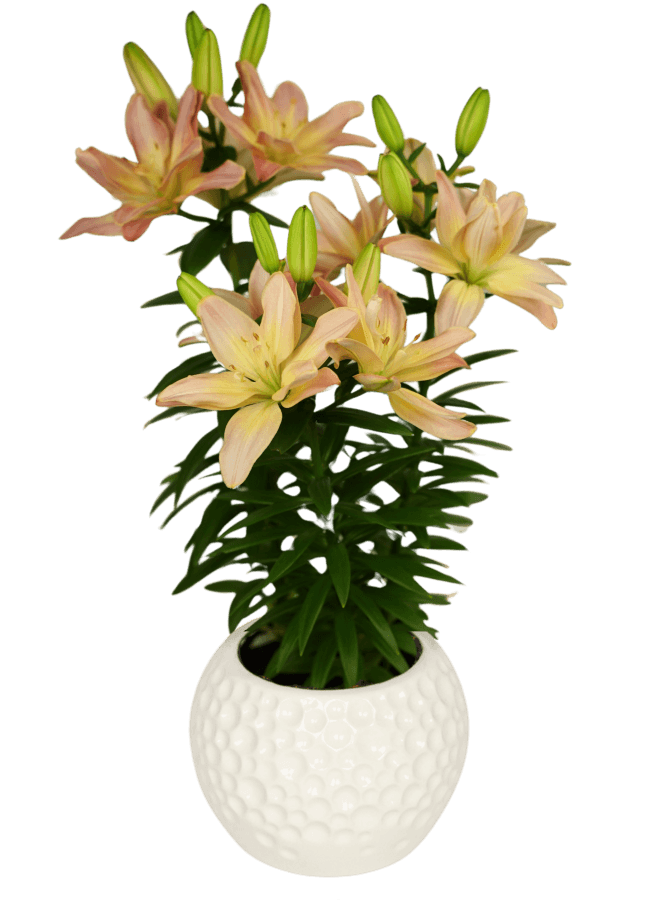 Pura Paraiso Pura Vida Lilium