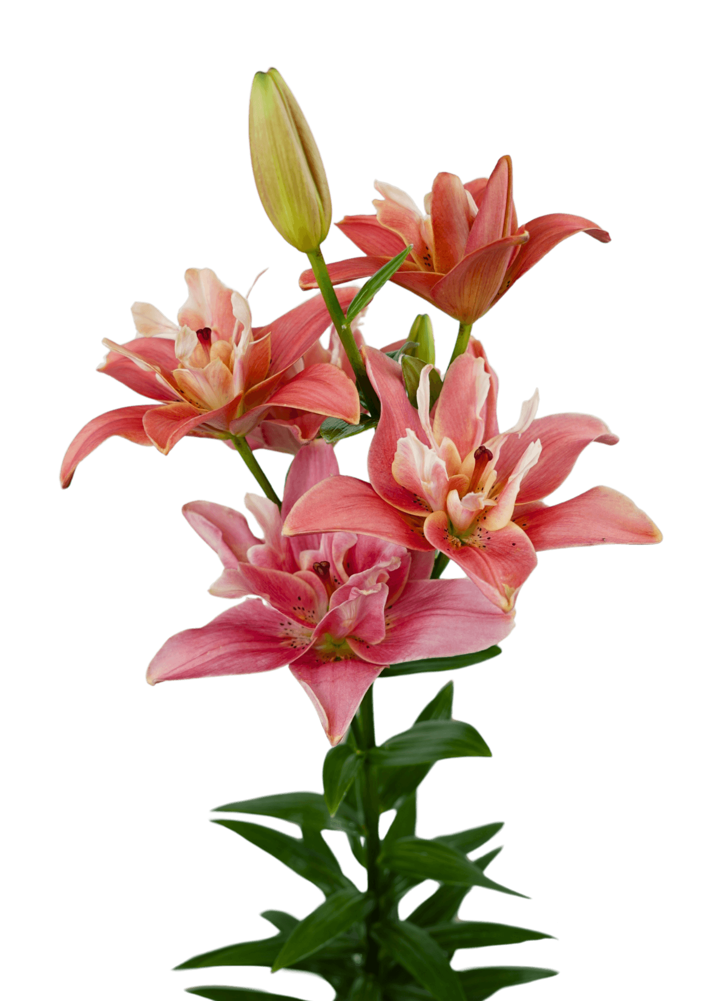 Twinflame Blossom Lilium