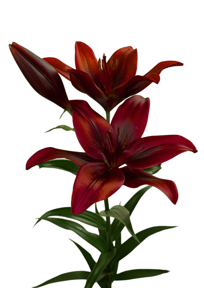 Hardrock Lilium