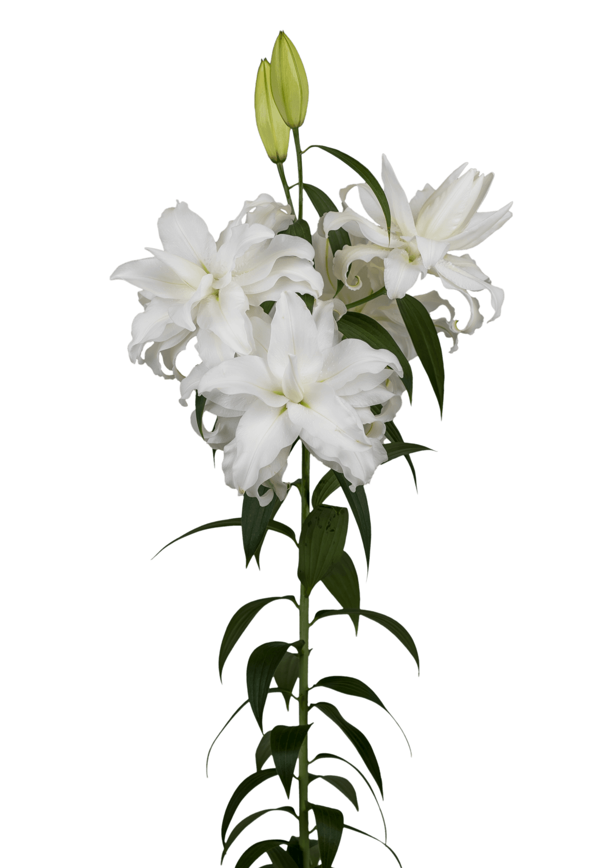 Honolulu Roselily Lilium