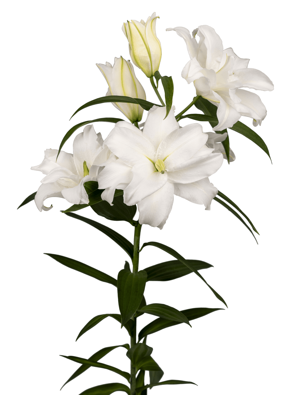 RL Rhonda Roselily Lilium