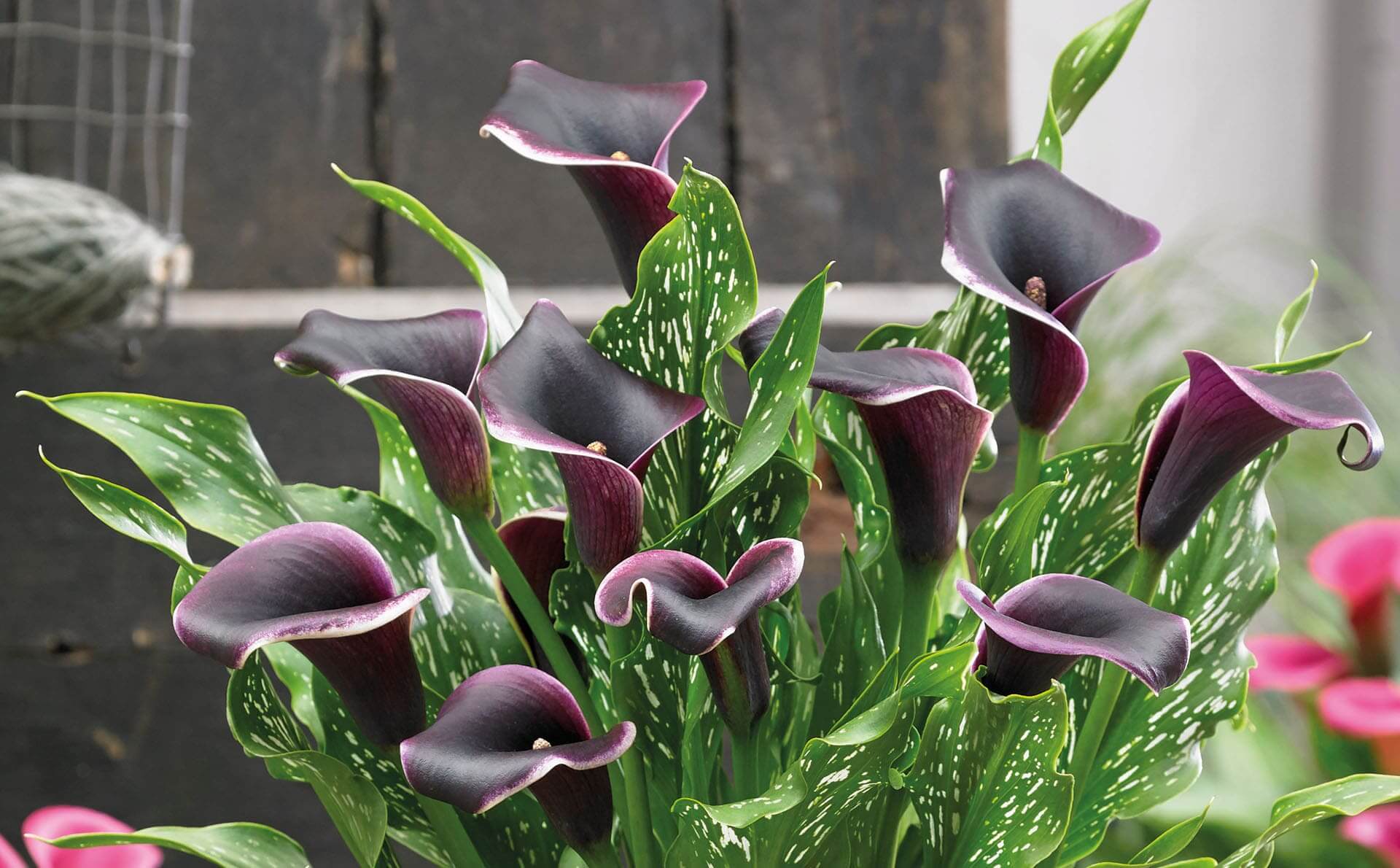 Products Zabo Plant