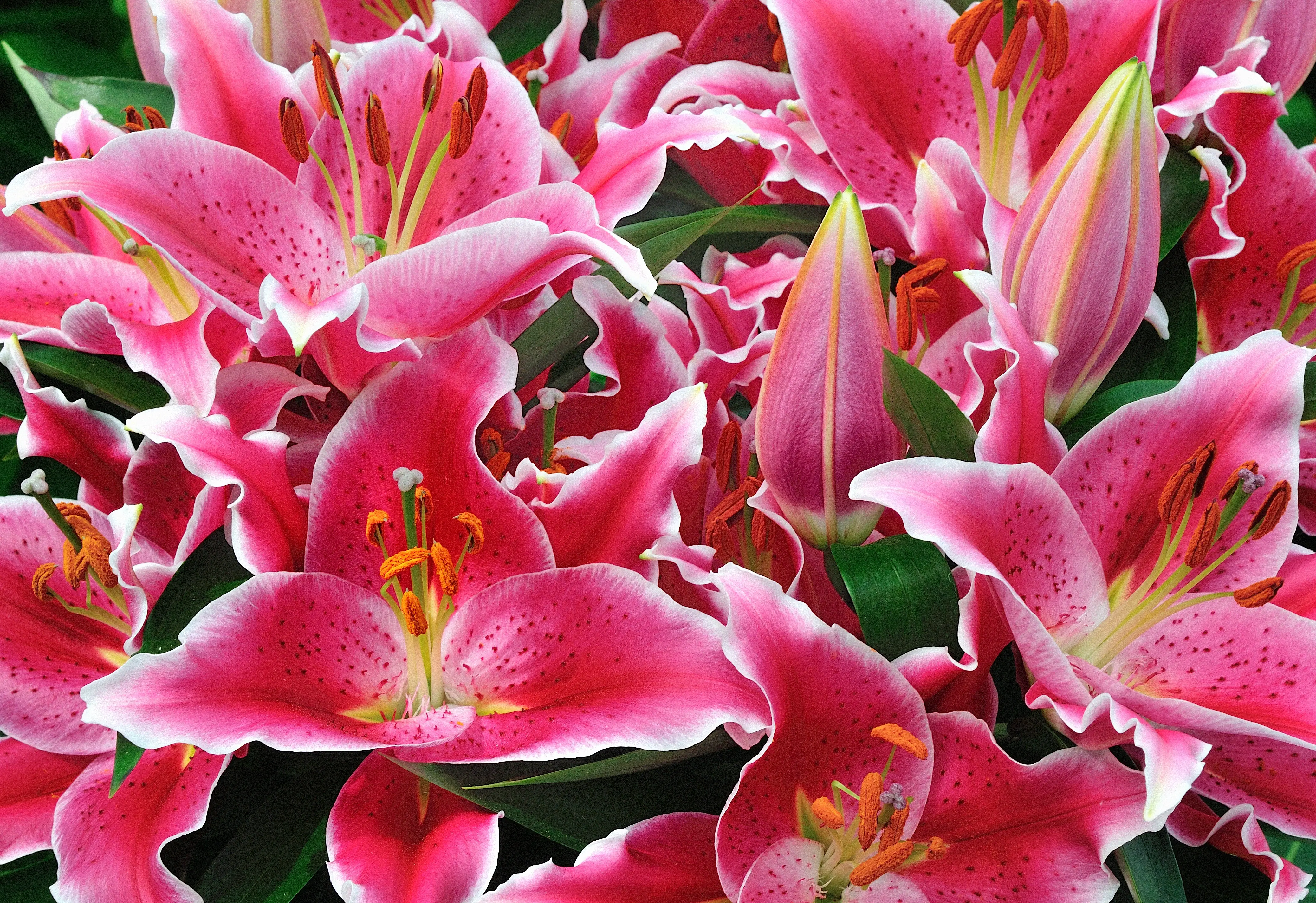 Discover Lily Looks | Zabo Plant